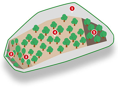 Reforestation area